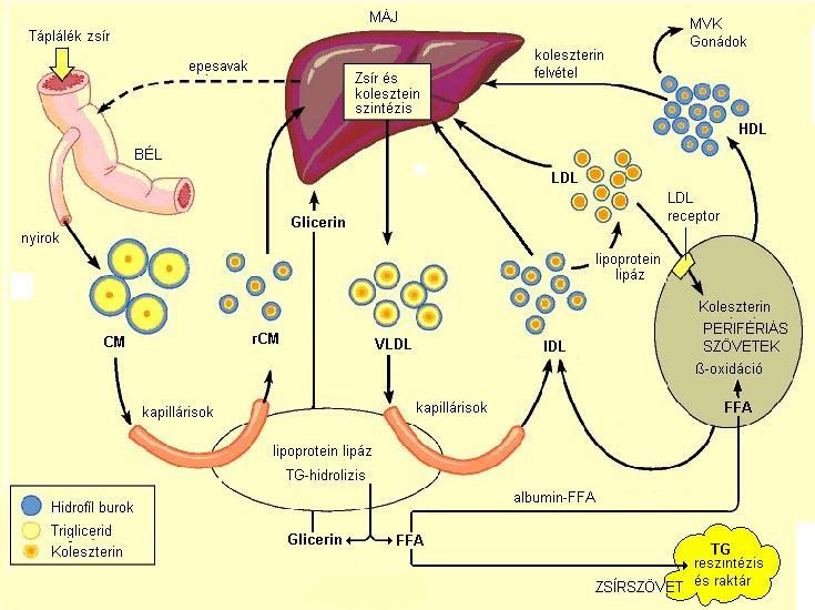 Lipid anyagcsere és a máj Vér szabad zsírsav koncentráció