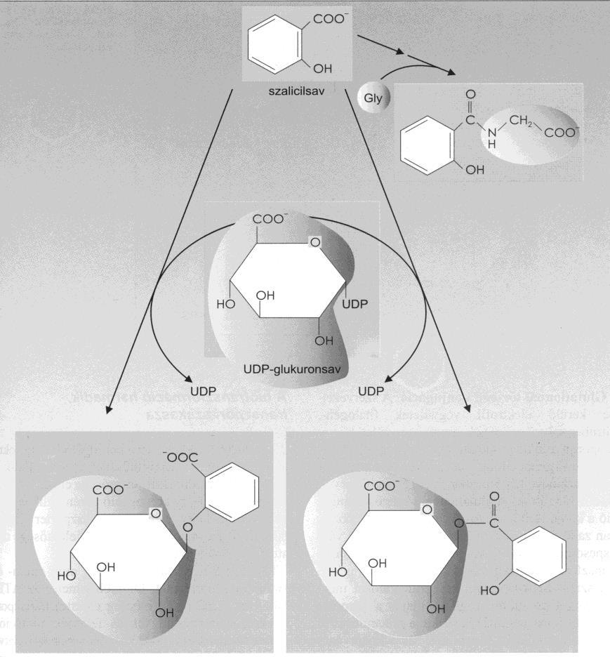 Szalicilsav glukuronsavval történő konjugációja Szalicilsav glicinnel történő konjugációja Harmadik