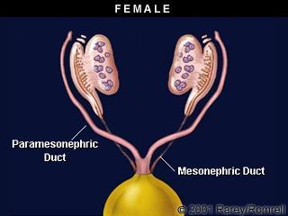 Development of ducts mesonephric ducts and tubules degenerate (epioophorone) paramesonephric