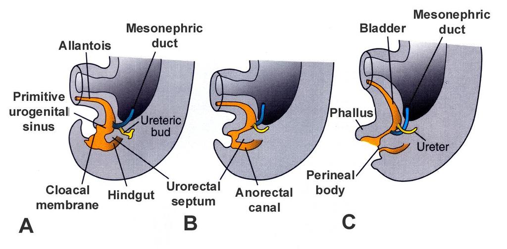 Development of vagina from uterovaginal primordium