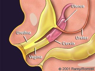 appearing of vaginal plate (VP) elongation and