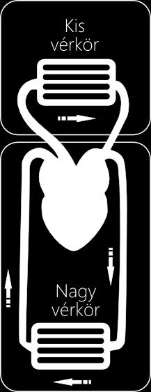 Neminvazív vérnyomásmérés I. Elméleti háttér A. Vérkörök Az emberi vérkeringés két sorba kapcsolt alrendszerből a kis vérkörből és a nagy vérkörből álló zárt rendszer.