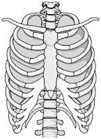 71 IX. ORTOPÉDIAI SZŰRÉS KIVITELEZÉSE IX./1 ANATÓMIAI ÁTTEKINTÉS IX./1.1 Gerinc (Columna vertebralis) A gerinc sagittalis síkban, kétszeres S alakban görbült, de a gerinc kezdeti és végrésze egyenesbe esik.