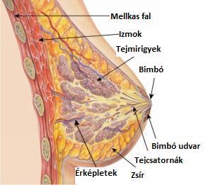 3. Az emlő anatómiája Az emlő a mellkas elülső felszínén a 2. és az 5. bordák között található, a szegycsont széle és az elülső hónaljvonal közötti mirigyes szerv.