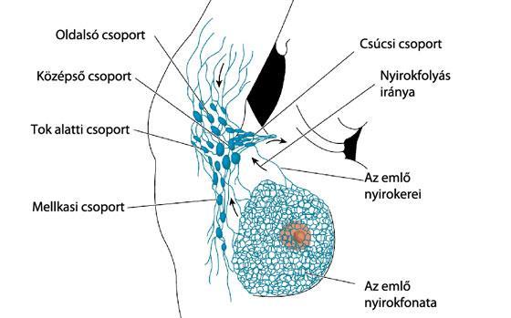 Az emlő laterális része az elsődleges út, itt a nodi limfatici pectorales és a nodi limfatici intercostales útján az axilláris nyirokcsomókba történik az elvezetés.