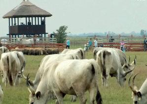 Opcionálisan érintőképernyővel vagy fémbillentyűzettel szerelhető, így kétirányú, egyszerű és kényelmes ember - gép kapcsolat is kialakítható.