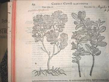 Plantarum