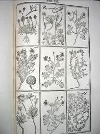 Botanica
