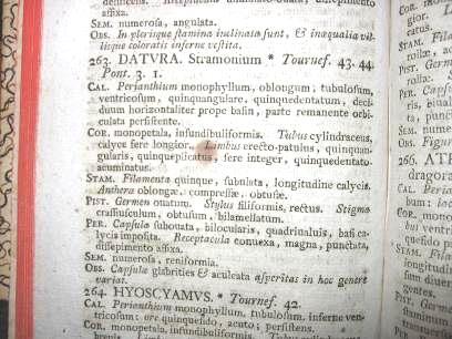 Plantarum