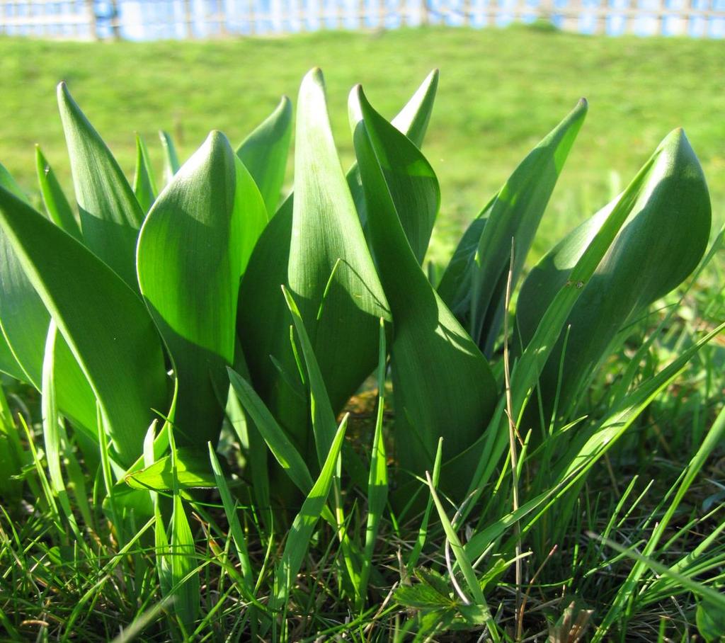 9, 9701 Szombathely Hungary Introduction Methods Lövéte (Homoród-valley) Nagybacon Medicinal plants play an important role in the folk therapy of Transylvania, which has belonged to Romania for a