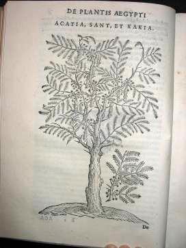 plantis
