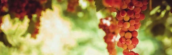 Vadász Cuveé Facán Somlói Furmint Juhfark száraz bor,