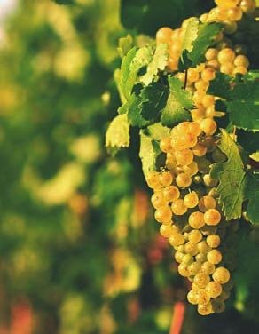 Muskotályos félédes bor, 0,75 liter, 799,-Ft/l 699,-