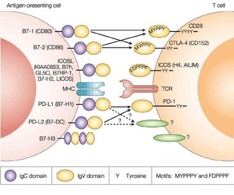 Yuequan S, Zifang Z and Kerr D Miért nem hatékonyak az immunellenőrzőpont-gátlók colorectalis carcinomában?