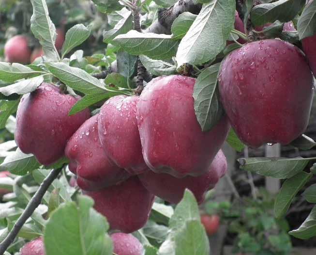 32 ALMA BASF igazodási pont az almavédelemben Nincs még egy olyan kórokozó az alma gombabetegségei közül, mely olyan jelentős mértékben meghatározná a növényvédelmi kezelések számát, mint az