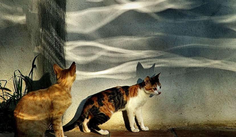 A macskák rejtélyes állatok. Több szenvedély van bennük, mint amit megmutatnak nekünk. Gyártja: Netlaa bv.