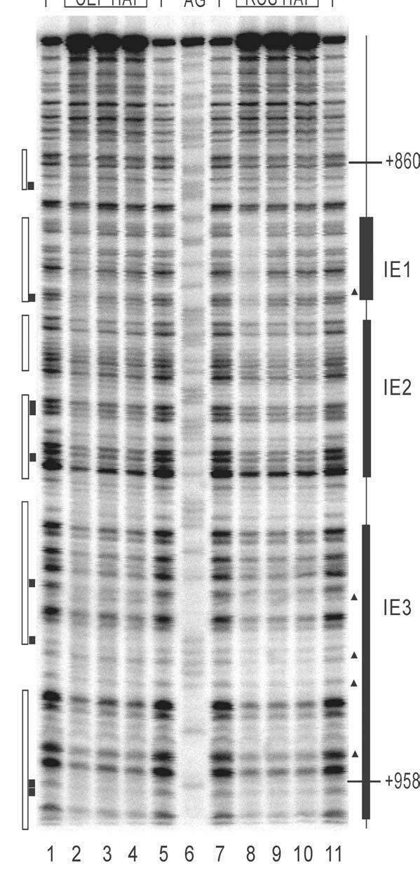 56 4. ábra: In vitro DNase I footprint kísérlet a matrilin-1 introni enhancer régiójához kapcsolódó fehérjék kimutatására.