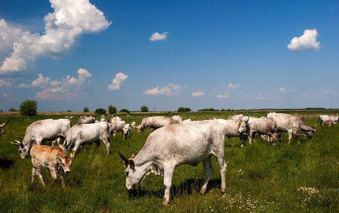 ELTÉRŐ LEGELŐ ÁLLAT Szürkemarha és juhlegelés