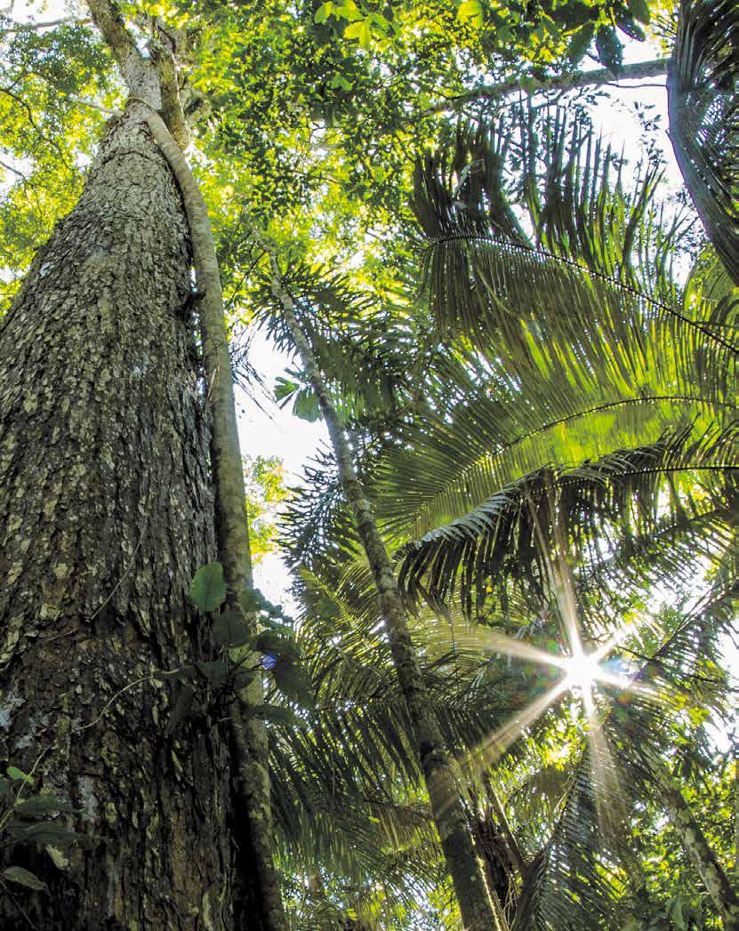 Erdőirtás A nagylevelű mahagóninak fontos szerepe van az erdei ökoszisztémában. Kivágása számos következménnyel jár.