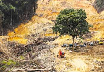 Magok ezrei, például ennek a Madagaszkáron élő utazó pálmának a magjai is, megtalálhatók a Millennium Magbankban.