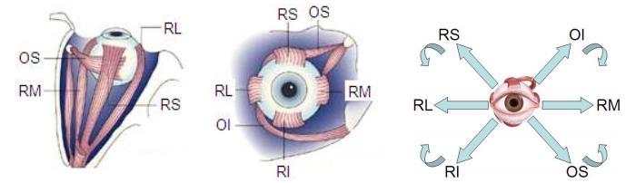 Szemizmok Rectus Lateral (a szemet kifele mozgatja az orrtól) Rectus Medial (a szemet befele mozgatja az orr fele) Rectus Superior (a szemet felfele és kissé kifele mozgatja) Rectus Inferior (a