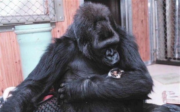Állati kommunikáció tanítással Koko gorilla Penny Patterson, 1979 1000 ASL jel produkciója, 2000 ASL jel megértése