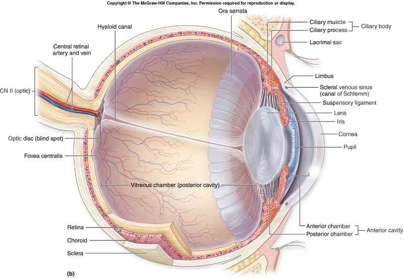 retina szem leválás kezelés során a diabetes