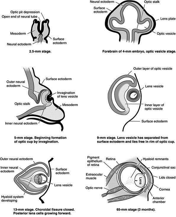 Persistáló hyperplastikus