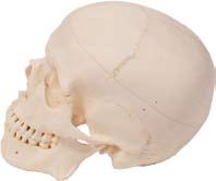 A koponya az agyat és az arcot védő kemény tok, melynek két része van: