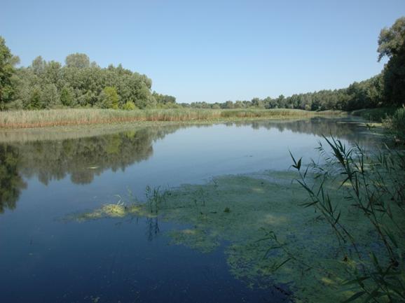 VIZES ÉLŐHELYEK, HOLTÁGAK VÍZPÓTLÁSA 1. Fenékmocsár 2.