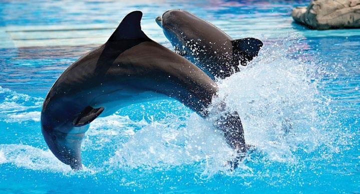 Kirándulások DELFIN-SHOW Mint Ön is tudja, a delfinek a legokosabb állatok közé tartoznak.