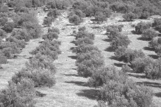 A juh- és kecskeállományt télen és tavasszal az alacsonyabb fekvésű sík területeken legeltetik, míg nyáron a magasabb térszínekre, a hegyek közé hajtják fel a nyájat.