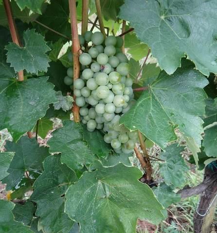 Szőlő növényvédelmi előrejelzés (2018.07.18.) Július közepén már a furmint fürtökön is találunk puhuló bogyókat. A korai fajták érése folyamatos. Korai szüret várható.