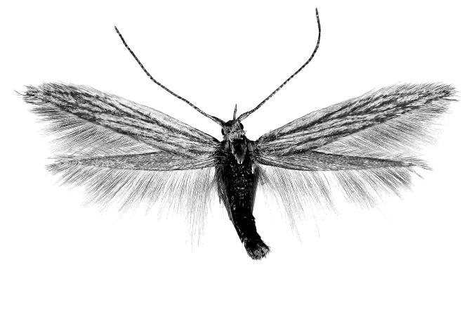 Buschmann Ferenc & Ignác Richter A Magyar Természettudományi Múzeum Coleophoridae katalógusa I.