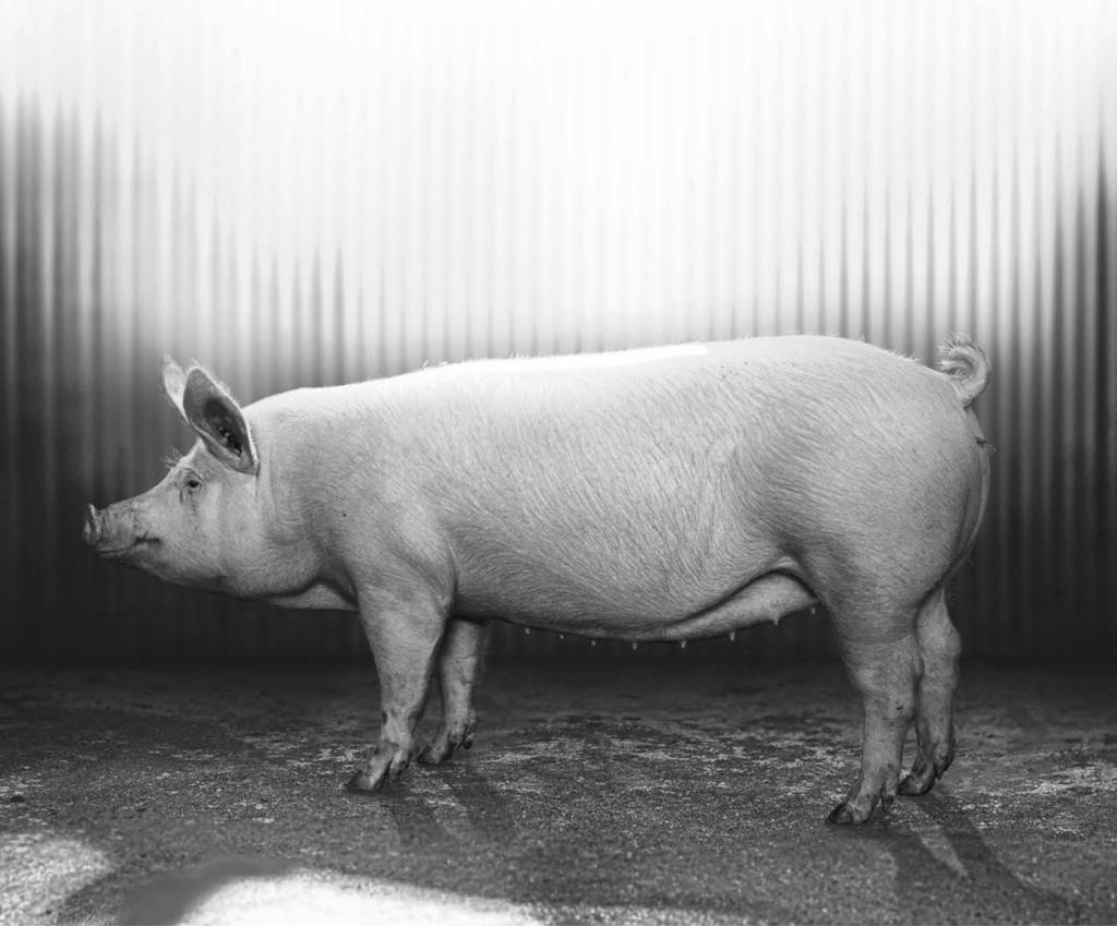 A két világ legjava TN70 TN70 - A Topigs