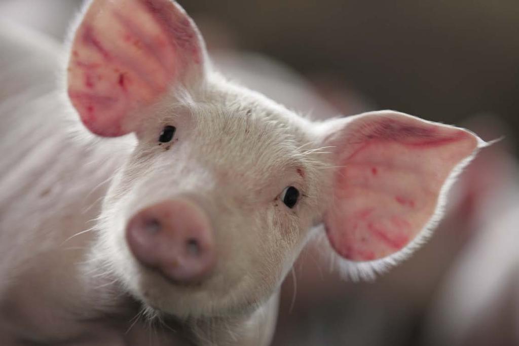 Új tenyésztelep Lengyelországban Először csak az álmok voltak, utána jöttek a tervek. Ezt követte egy csomó munka, és a végeredmény egy rendkívül büszke farmer.