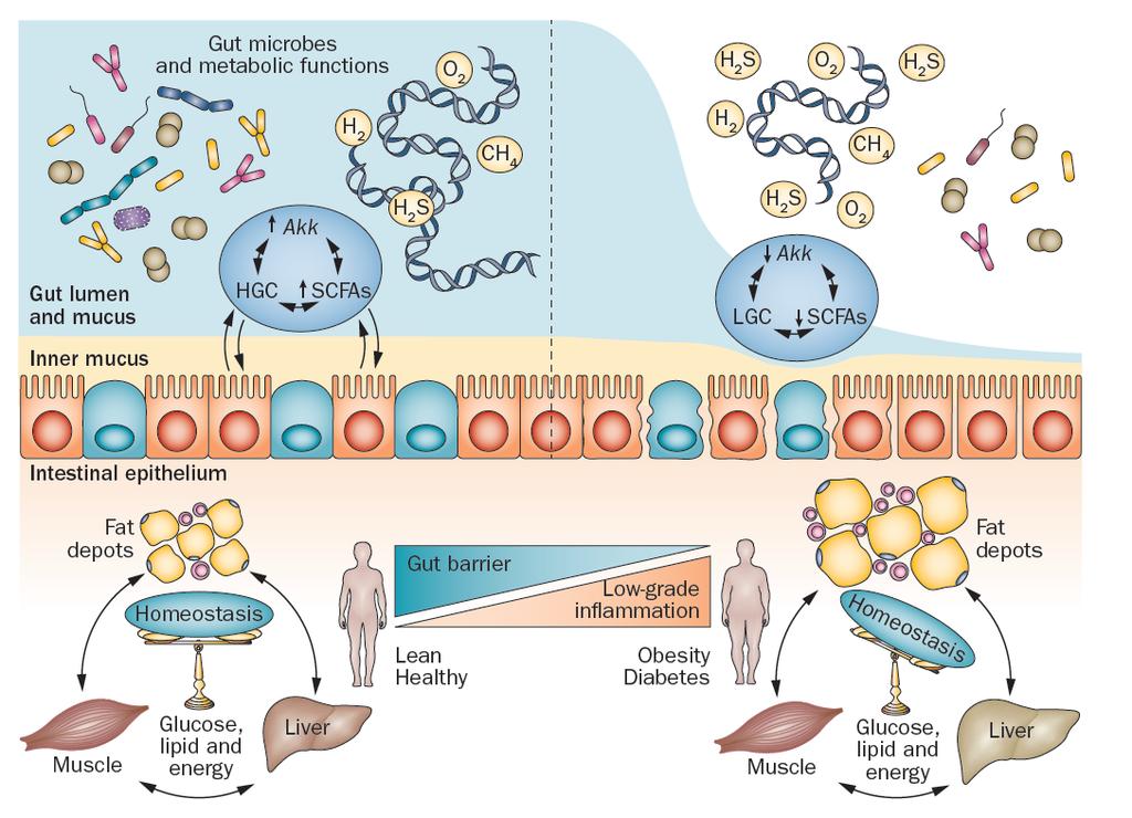 healthy obese - Bél mikrobiota egészséges egyénekben - Jellemzően sokszínű, változatos high gene diversity (HGC) specific bacteria (for example Akkermansia and metabolites (like SCFAs) that interfere