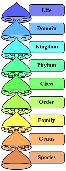 Baktériumok Phylogenetikai Osztályozása Actinobacteria - Firmicutes