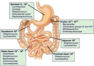 A tápcsatorna különböző szakaszainak baktérium flórája A microbiota nem homogénen oszlik meg a béltraktus különböző