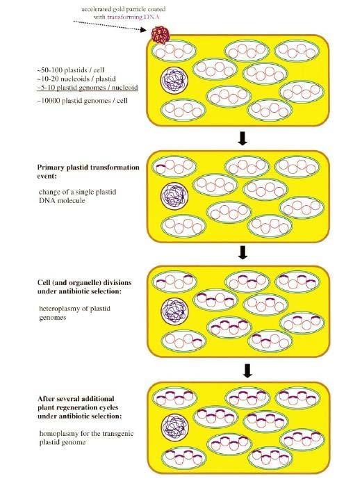 Kloroplasztisz GM növények előállítása A beépített gén a kloroplasztisz genetikai anyagába kerül.