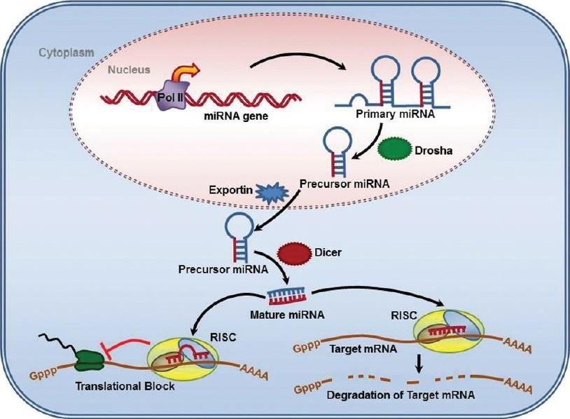 RNS alapú géncsendesítési technológiák elterjedése A beépített transzgén nem termel