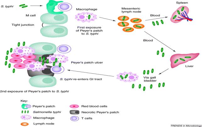 Patogenezis Typhus pathomechanizmusa: orális vékonybélhámsejt nyirokutak bakterémia