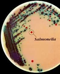 Chromagar Salmonella - vörös Egyéb