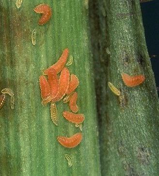 Málna-vesszőszúnyog Lárva:3 mm, fehér,sárga,