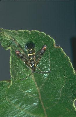 1-1,4 cm hosszú Kaliforniai pajzstetű