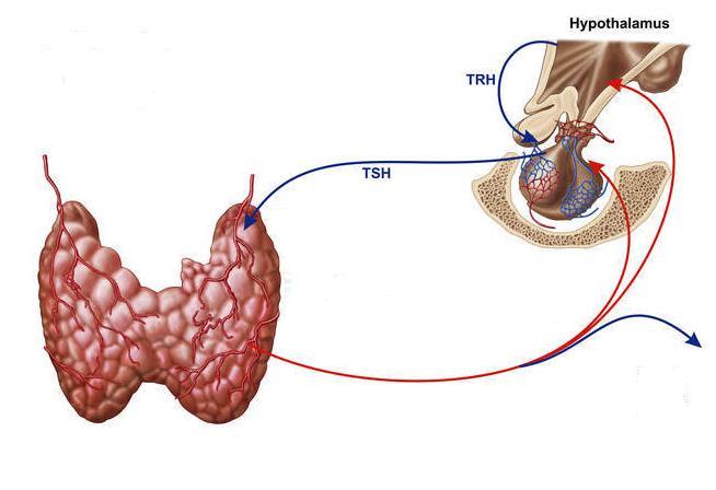 Terhesség - BG TSH receptor elleni