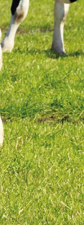 14. HÚSIPAR Negyed marha A vágott féltest a bordák mentén a gerincre merőlegesen szétvágva. Ökör Herélt hím szarvasmarha, amely nem tartozik a borjú vagy fiatal szarvasmarha kategóriába.