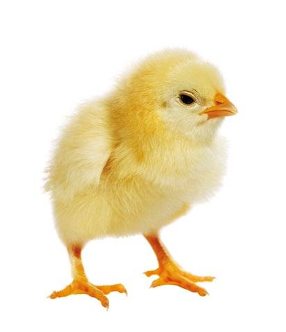 14. Húsipar 14.1 Élő állat 14.1.1 Gyöngytyúk (Numida meleagris domesticus) Fiatal gyöngytyúk Olyan madár, amelyben a szegycsont vége hajlékony (nem csontosodott el).
