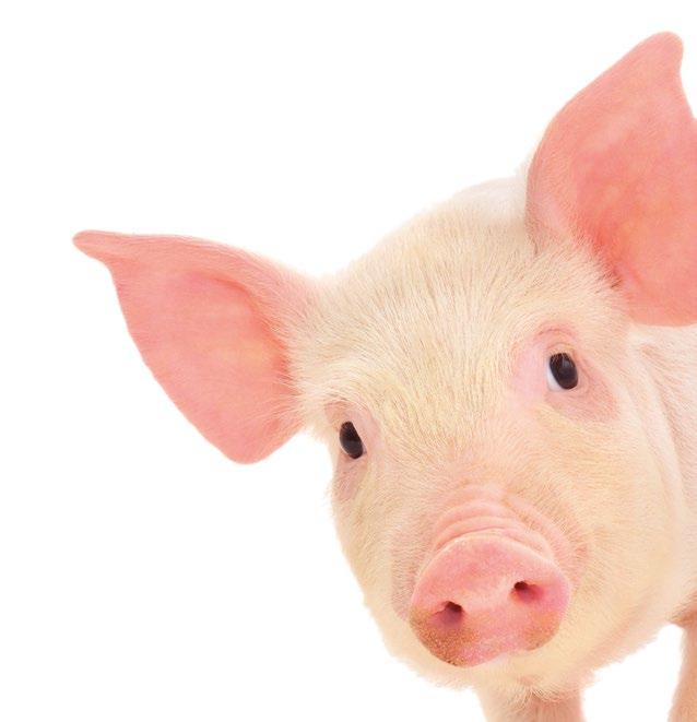 14. HÚSIPAR Koca A nőivarú sertés megnevezése az első fialás után. Kocasüldő Ivarérett nőivarú sertés az első fialásig.