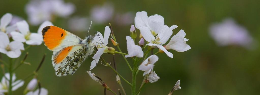 eu Szalkay József Magyar Lepkészeti Egyesület 2030 Érd, Avar utca 20., www.lepidoptera.fw.hu, szjmle@gmail.